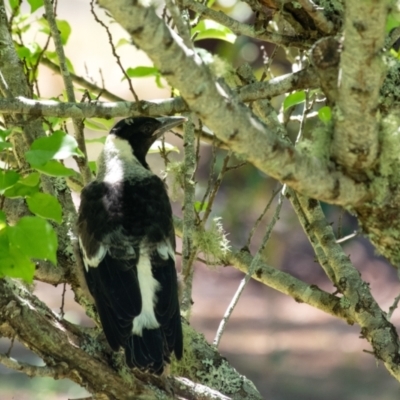 Gymnorhina tibicen (Australian Magpie) at Penrose - 19 Oct 2023 by Aussiegall