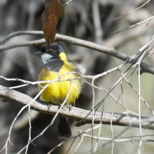 Pachycephala pectoralis at Coree, ACT - 22 Oct 2023