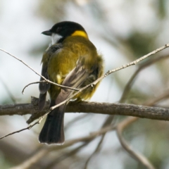 Pachycephala pectoralis at Coree, ACT - 22 Oct 2023