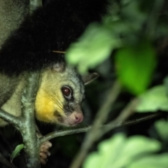 Trichosurus vulpecula (Common Brushtail Possum) at Wingecarribee Local Government Area - 20 Oct 2023 by Aussiegall