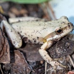Unidentified Frog at Penrose, NSW - 21 Oct 2023 by Aussiegall