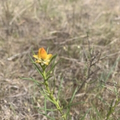 Xerochrysum viscosum (Sticky Everlasting) at Tuggeranong Hill - 8 Oct 2023 by MattS