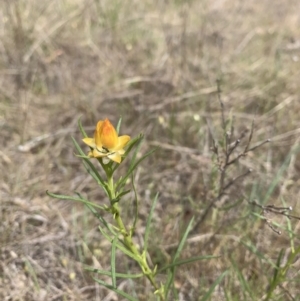 Xerochrysum viscosum at Theodore, ACT - 8 Oct 2023