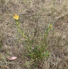 Xerochrysum viscosum at Theodore, ACT - suppressed