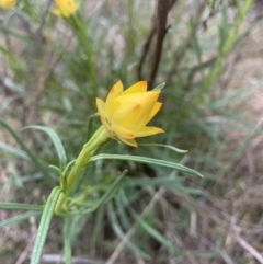 Xerochrysum viscosum at Theodore, ACT - suppressed