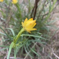 Xerochrysum viscosum at Theodore, ACT - 8 Oct 2023