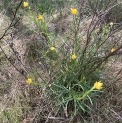 Xerochrysum viscosum at Theodore, ACT - suppressed