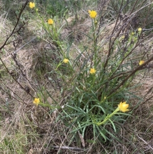 Xerochrysum viscosum at Theodore, ACT - 8 Oct 2023