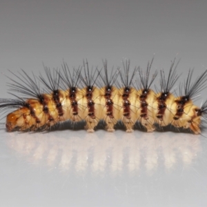 Nyctemera (genus) at Wellington Point, QLD - suppressed