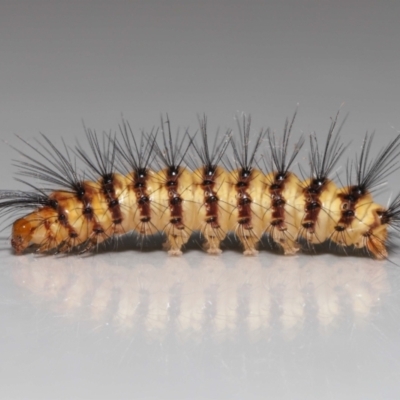 Nyctemera (genus) (A Tiger moth (Arctiini)) at Wellington Point, QLD - 20 Oct 2023 by TimL