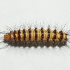 Nyctemera (genus) at Wellington Point, QLD - suppressed