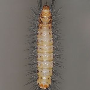 Nyctemera (genus) at Wellington Point, QLD - suppressed