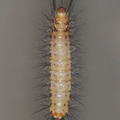 Nyctemera (genus) at Wellington Point, QLD - 20 Oct 2023