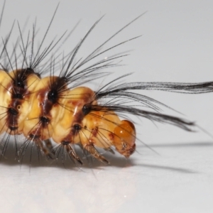 Nyctemera (genus) at Wellington Point, QLD - suppressed