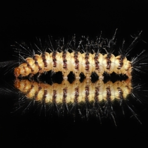 Nyctemera (genus) at Wellington Point, QLD - suppressed