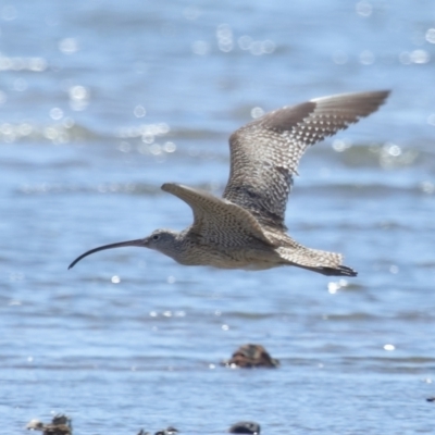 Numenius madagascariensis (Eastern Curlew) at Wellington Point, QLD - 22 Oct 2023 by TimL