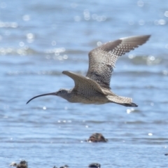 Numenius madagascariensis (Eastern Curlew) at Wellington Point, QLD - 21 Oct 2023 by TimL