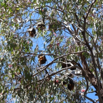 Pteropus poliocephalus (Grey-headed Flying-fox) at Greenway, ACT - 22 Oct 2023 by LineMarie