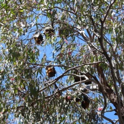 Pteropus poliocephalus (Grey-headed Flying-fox) at Greenway, ACT - 22 Oct 2023 by MBLPerrins