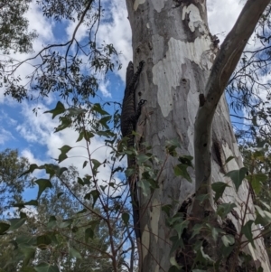 Varanus varius at Burrinjuck, NSW - suppressed