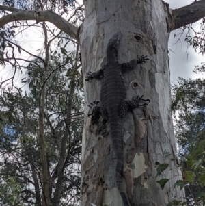 Varanus varius at Burrinjuck, NSW - 22 Oct 2023