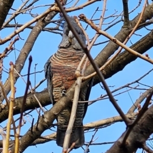 Callocephalon fimbriatum at Cook, ACT - 22 Oct 2023