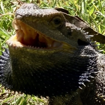 Pogona barbata (Eastern Bearded Dragon) at Wamboin, NSW - 19 Oct 2023 by Komidar