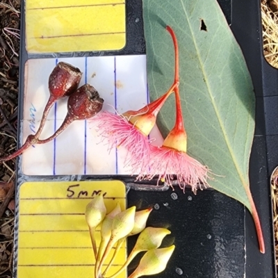 Eucalyptus sideroxylon subsp. sideroxylon (Mugga Ironbark or Red Ironbark) at Weston, ACT - 22 Oct 2023 by Steve818