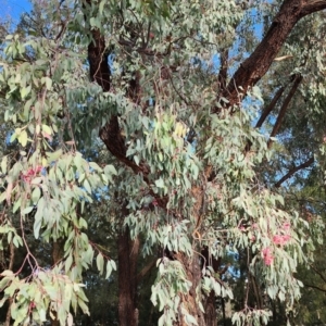 Eucalyptus sideroxylon subsp. sideroxylon at Weston, ACT - 23 Oct 2023 07:55 AM