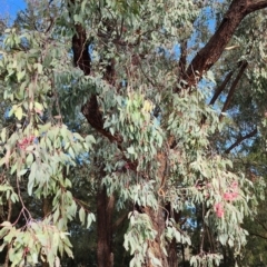 Eucalyptus sideroxylon subsp. sideroxylon at Weston, ACT - 23 Oct 2023