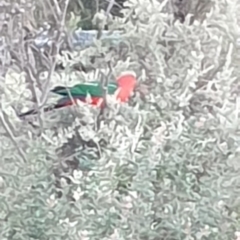 Alisterus scapularis (Australian King-Parrot) at Wallaroo, NSW - 21 Oct 2023 by Paul@93