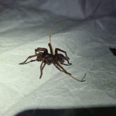 Unidentified Spider (Araneae) at Mount Clear, ACT - 21 Oct 2023 by LukeMcElhinney