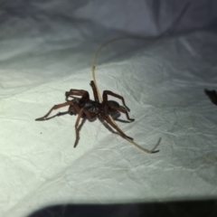 Unidentified Spider (Araneae) at Namadgi National Park - 21 Oct 2023 by LukeMcElhinney