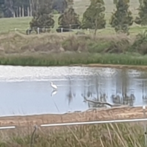 Platalea flavipes at Wallaroo, NSW - 21 Oct 2023