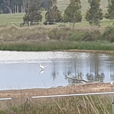 Platalea flavipes (Yellow-billed Spoonbill) at Wallaroo, NSW - 21 Oct 2023 by Paul@93