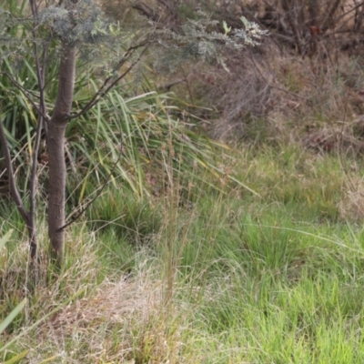 Juncus (genus) (A Rush) at Lyons, ACT - 20 Oct 2023 by ran452