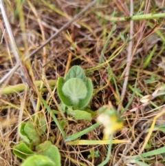 Kickxia elatine (Sharpleaf Cancerwort) at Belconnen, ACT - 23 Oct 2023 by EmilySutcliffe