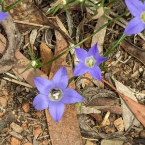 Lasioglossum (Chilalictus) sp. (genus & subgenus) at Phillip, ACT - 21 Oct 2023