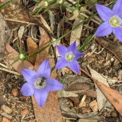 Lasioglossum (Chilalictus) sp. (genus & subgenus) at Phillip, ACT - 21 Oct 2023 12:23 PM