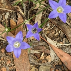 Lasioglossum (Chilalictus) sp. (genus & subgenus) at Phillip, ACT - 21 Oct 2023 12:23 PM