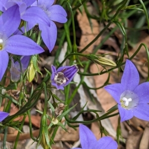 Lasioglossum (Chilalictus) sp. (genus & subgenus) at Phillip, ACT - 21 Oct 2023 12:23 PM