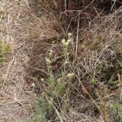 Pseudognaphalium luteoalbum (Jersey Cudweed) at Lyons, ACT - 20 Oct 2023 by ran452