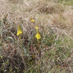 Bulbine bulbosa (Golden Lily) at Lyons, ACT - 20 Oct 2023 by ran452