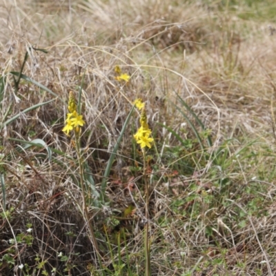 Bulbine bulbosa (Golden Lily, Bulbine Lily) at Lyons, ACT - 20 Oct 2023 by ran452