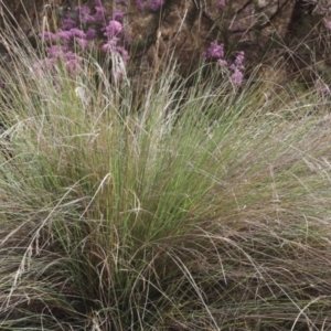 Poa labillardierei at Lyons, ACT - 20 Oct 2023