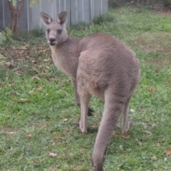 Macropus giganteus (Eastern Grey Kangaroo) at Conder, ACT - 11 May 2023 by MichaelBedingfield