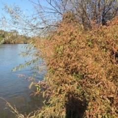 Persicaria lapathifolia (Pale Knotweed) at Tharwa, ACT - 16 May 2023 by michaelb