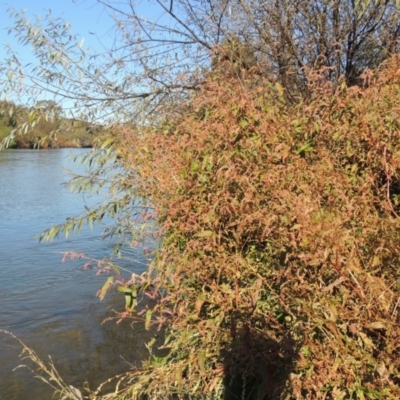 Persicaria lapathifolia (Pale Knotweed) at Tharwa Bridge - 16 May 2023 by michaelb