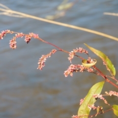 Persicaria lapathifolia at Tharwa, ACT - 16 May 2023