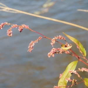 Persicaria lapathifolia at Tharwa, ACT - 16 May 2023